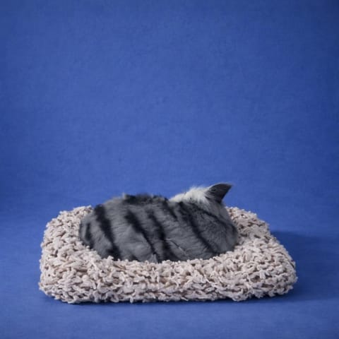 Organic Vegetable Box